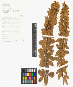 Cytisus aeolicus Guss.