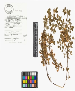 Cytisus hirsutus L. subsp. hirsutus