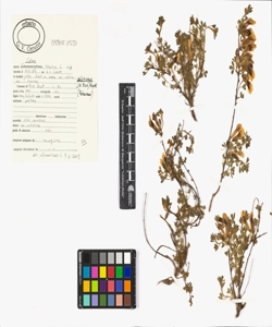 Cytisus hirsutus L. subsp. polytrichus (M. Bieb.) Hayek