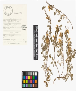Cytisus hirsutus L. subsp. polytrichus (M. Bieb.) Hayek