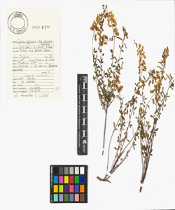 Cytisus nigricans L. subsp. nigricans