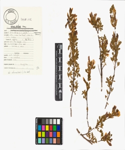 Cytisus proteus Zumagl.