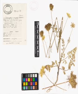 Daucus carota L. subsp. carota