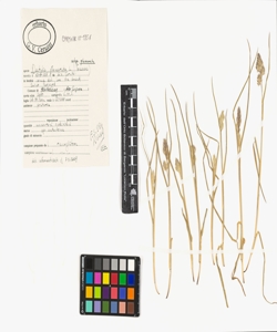 Dactylis glomerata L. subsp. glomerata