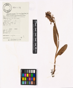 Dactylorhiza maculata (L.) So¿ subsp. fuchsii (Druce) Hyl.