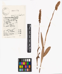 Dactylorhiza maculata (L.) So¿ subsp. fuchsii (Druce) Hyl.