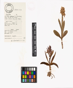 Dactylorhiza sambucina (L.) So¿