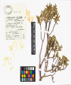 Daphne alpina L. subsp. alpina