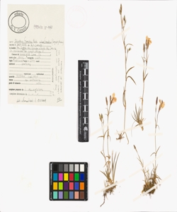 Dianthus furcatus Balb. subsp. furcatus