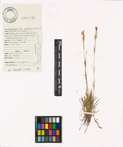 Dianthus furcatus Balb. subsp. furcatus