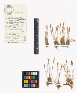 Dianthus pavonius Tausch