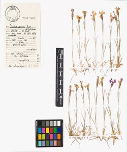 Dianthus pavonius Tausch