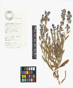 Echium vulgare L. s.l.