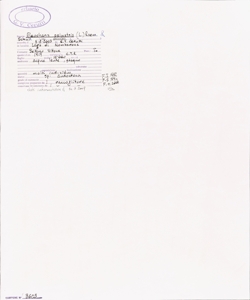 Eleocharis palustris (L.) Roem. & Schult. subsp. palustris