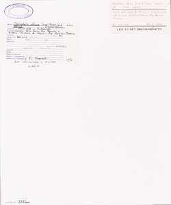 Dryopteris affinis (Lowe) Fraser-Jenk. subsp. affinis