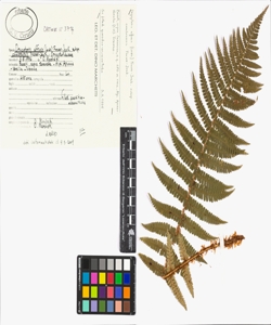 Dryopteris affinis (Lowe) Fraser-Jenk. subsp. cambrensis Fraser-Jenk.