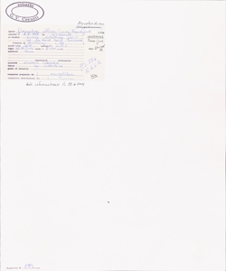 Dryopteris affinis (Lowe) Fraser-Jenk. subsp. cambrensis Fraser-Jenk.