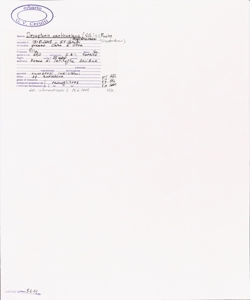 Dryopteris carthusiana (Vill.) H.P. Fuchs