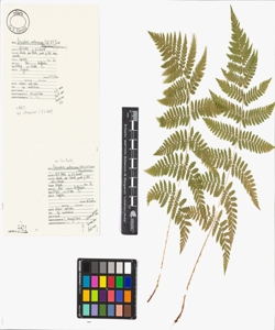 Dryopteris carthusiana (Vill.) H.P. Fuchs