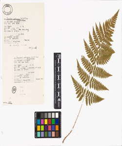 Dryopteris carthusiana (Vill.) H.P. Fuchs