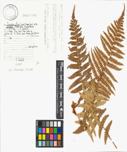 Dryopteris affinis (Lowe) Fraser-Jenk. subsp. cambrensis Fraser-Jenk.