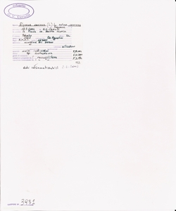 Elymus caninus (L.) L. subsp. caninus