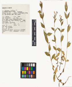 Epilobium alsinifolium Vill.