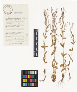 Epilobium collinum C.C. Gmel.