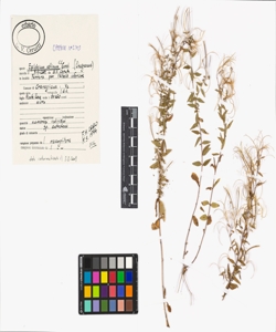 Epilobium collinum C.C. Gmel.
