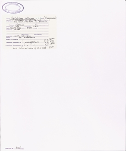 Epilobium collinum C.C. Gmel.