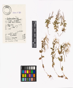 Epilobium collinum C.C. Gmel.