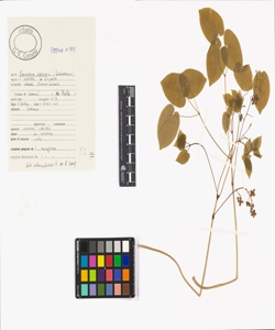 Epimedium alpinum L.