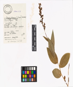 Epipactis helleborine (L.) Crantz s.l.