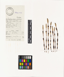 Equisetum arvense L. subsp. arvense