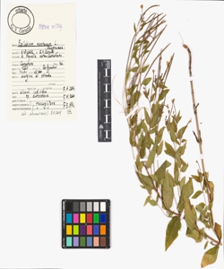 Epilobium montanum L.