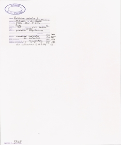 Epilobium palustre L.