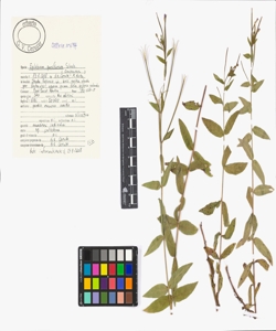 Epilobium parviflorum Schreb.