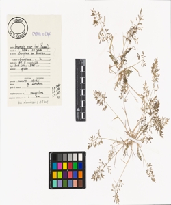 Eragrostis minor Host