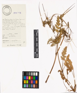 Erodium botrys (Cav.) Bertol.