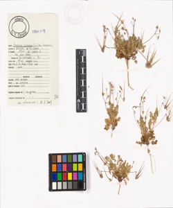Erodium cicutarium (L.) L'H¿r.