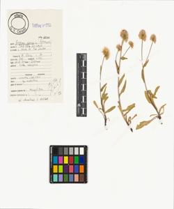 Erigeron alpinus L. subsp. alpinus