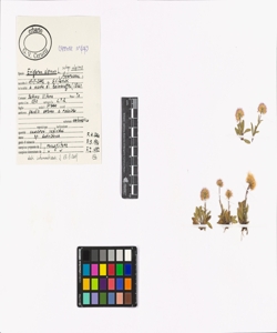 Erigeron alpinus L. subsp. alpinus