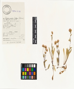 Erigeron gaudinii Br¿gger