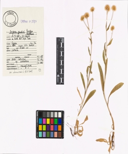 Erigeron gaudinii Br¿gger