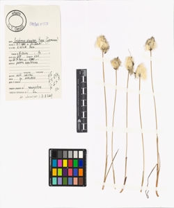 Eriophorum scheuchzeri Hoppe