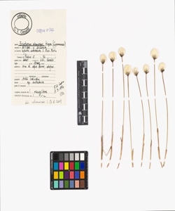 Eriophorum scheuchzeri Hoppe