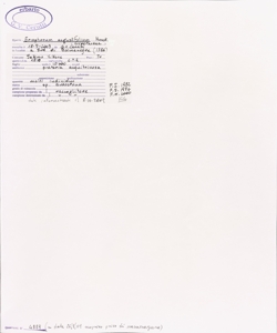 Eriophorum angustifolium Honck.