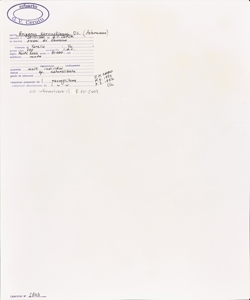 Erigeron karvinskianus DC.