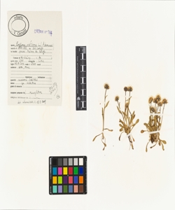 Erigeron uniflorus L.