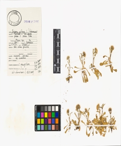 Erigeron uniflorus L.